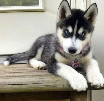 Cute and Adorable siberian husky Puppies