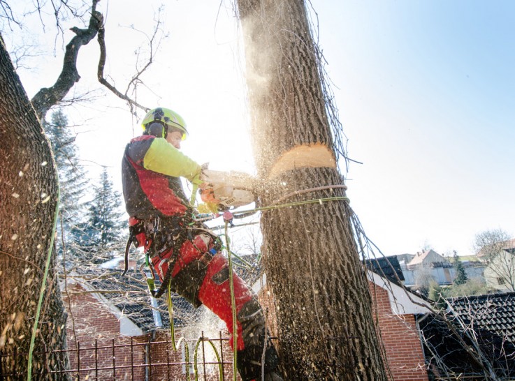 Tree Removal Specialist in Adelaide