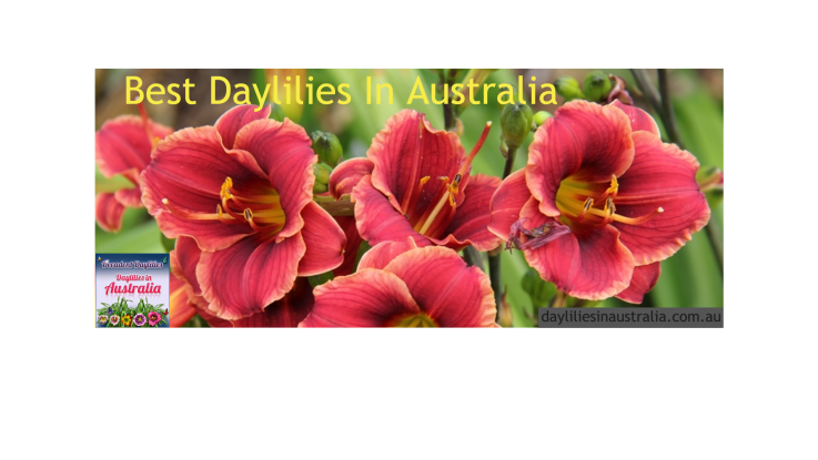 Sandy Denny Daylily In Australia