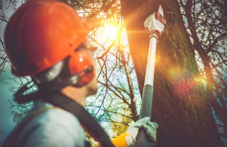 Qualified Team for Tree Removal Service Adelaide