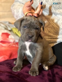 Cane Corso puppies for sale