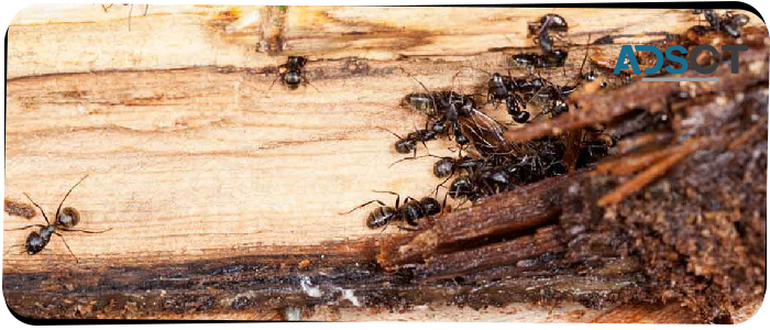 Ant Control Melbourne