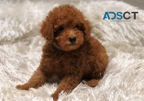  Toy Poodle puppies for sale