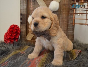 Lovely Cocker Spaniel Pups for sale