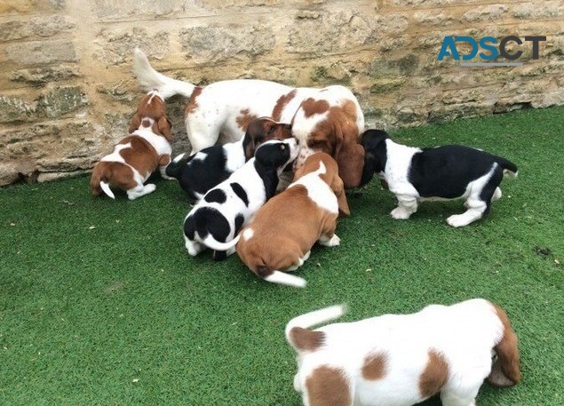 Bassett Hound puppies available now 