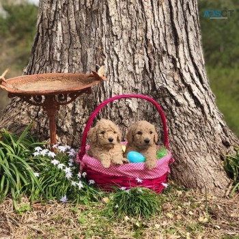 Goldendoodle puppies available now 