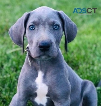 Pilgrim Great Dane Puppies for sale