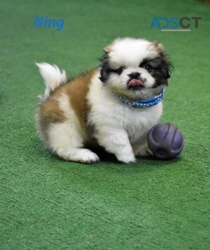 Healthy Pekingese Pups for sale