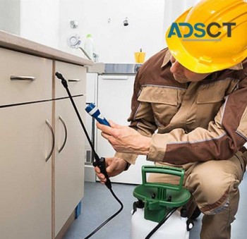 Professional Pest Control Experts in Melbourne & Launceston