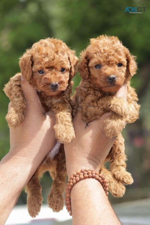 Poodle puppies for adoption 