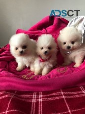 Pomeranian puppies available now  