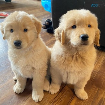 Golden Retriever Puppies 