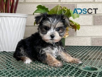 Adorable Morkie Puppies for sale