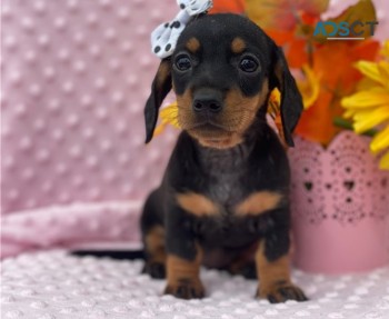 Cutie Dachshund Puppies for sale