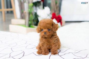 Cutie Poodle Puppies for sale