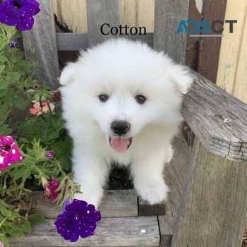 Cute American Eskimo Puppies for Sale
