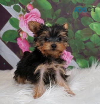 Yorkshire Terrier  puppies  for sale