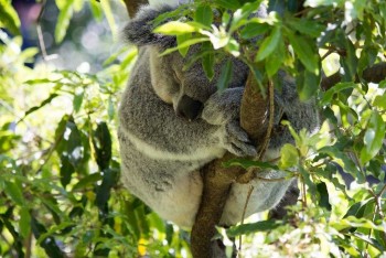 Discount Car & Truck Rentals