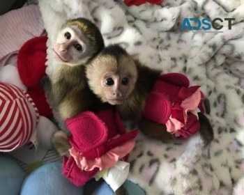 Capuchin Monkeys available now.