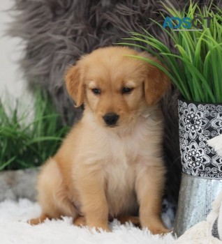 Golden retriever puppies for sale