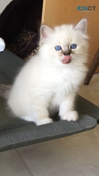 Birman kittens for sale 