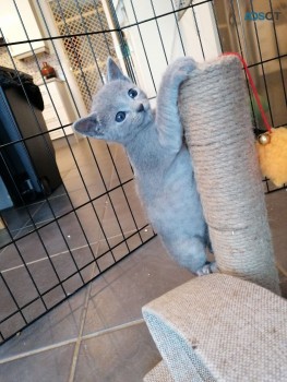 Beautiful Russian blue Kittens Available