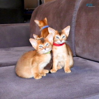 Abyssinian kittens for sale 