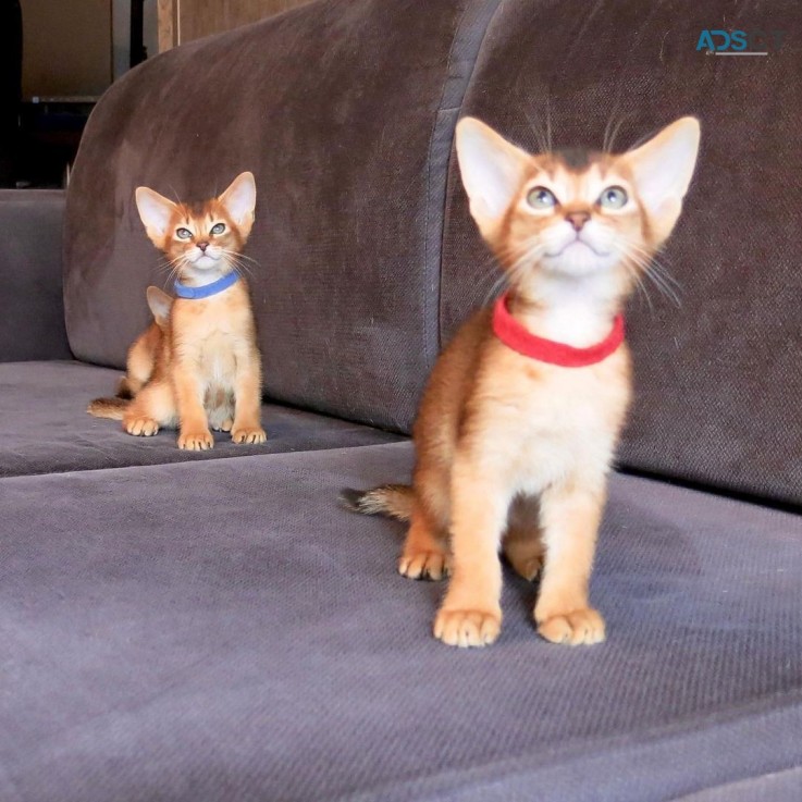Abyssinian kittens for sale 