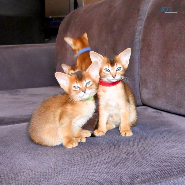 Abyssinian kittens for sale 