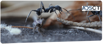Ant Control Canberra