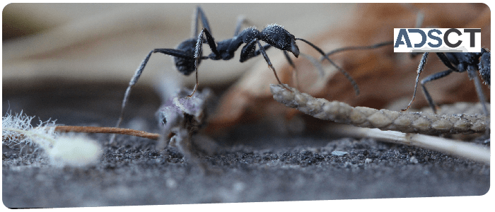 Ant Control Canberra