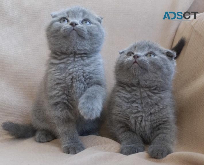 Blue Scottish Fold kittens for sale.