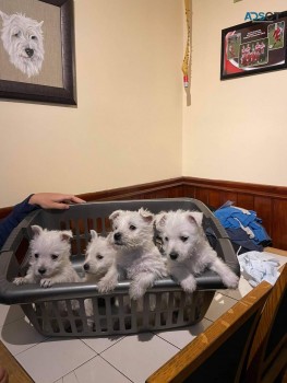 West Highland Terrier Puppies 