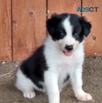 8 Beautiful Border Collie Pups For Sale