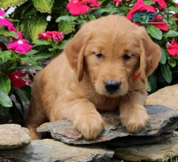 Golden Retriever puppies for sale