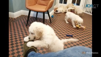 GOLDENDOODLE PUPPIES