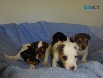 Healthy Jack Russell Pups for sale 