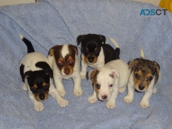 Healthy Jack Russell Pups for sale 