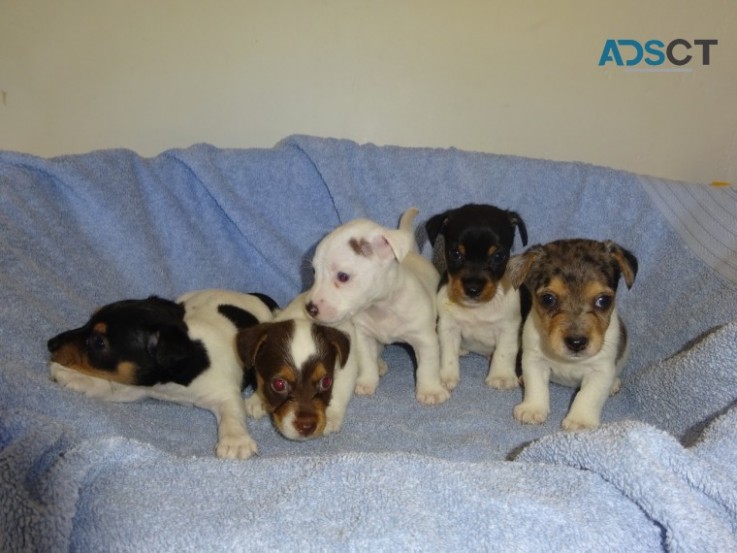 Healthy Jack Russell Pups for sale 