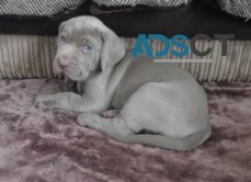 Weimaraner Puppies For Sale