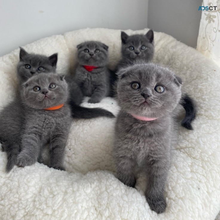 Scottish fold kittens for sale 