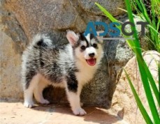 male & female Pomsky Puppies For Sale