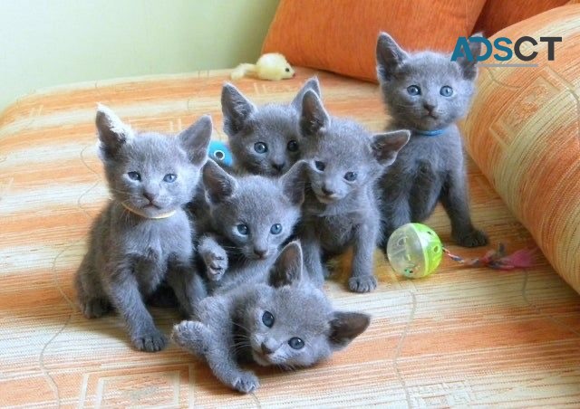 Cute Russian Blue kittens for sale 
