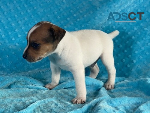 Trained jack Russell Puppies