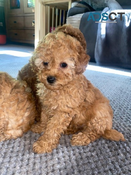 Adorable Toy Poodle puppies
