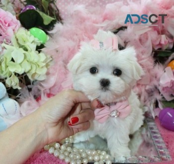  teacup maltese puppies for sale