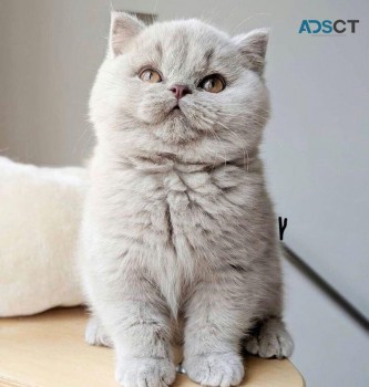 British shorthair  Kittens for sale 
