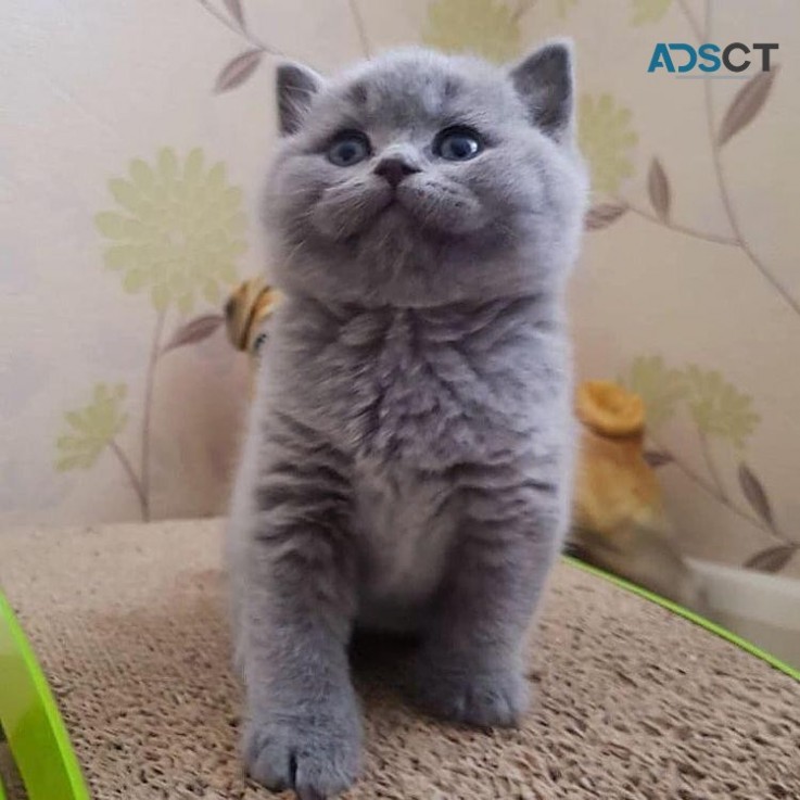British shorthair  Kittens for sale 