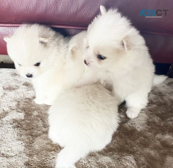 Home Joy Pomeranian puppies for sale