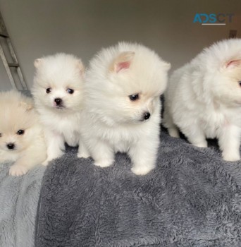 Home Joy Pomeranian puppies for sale